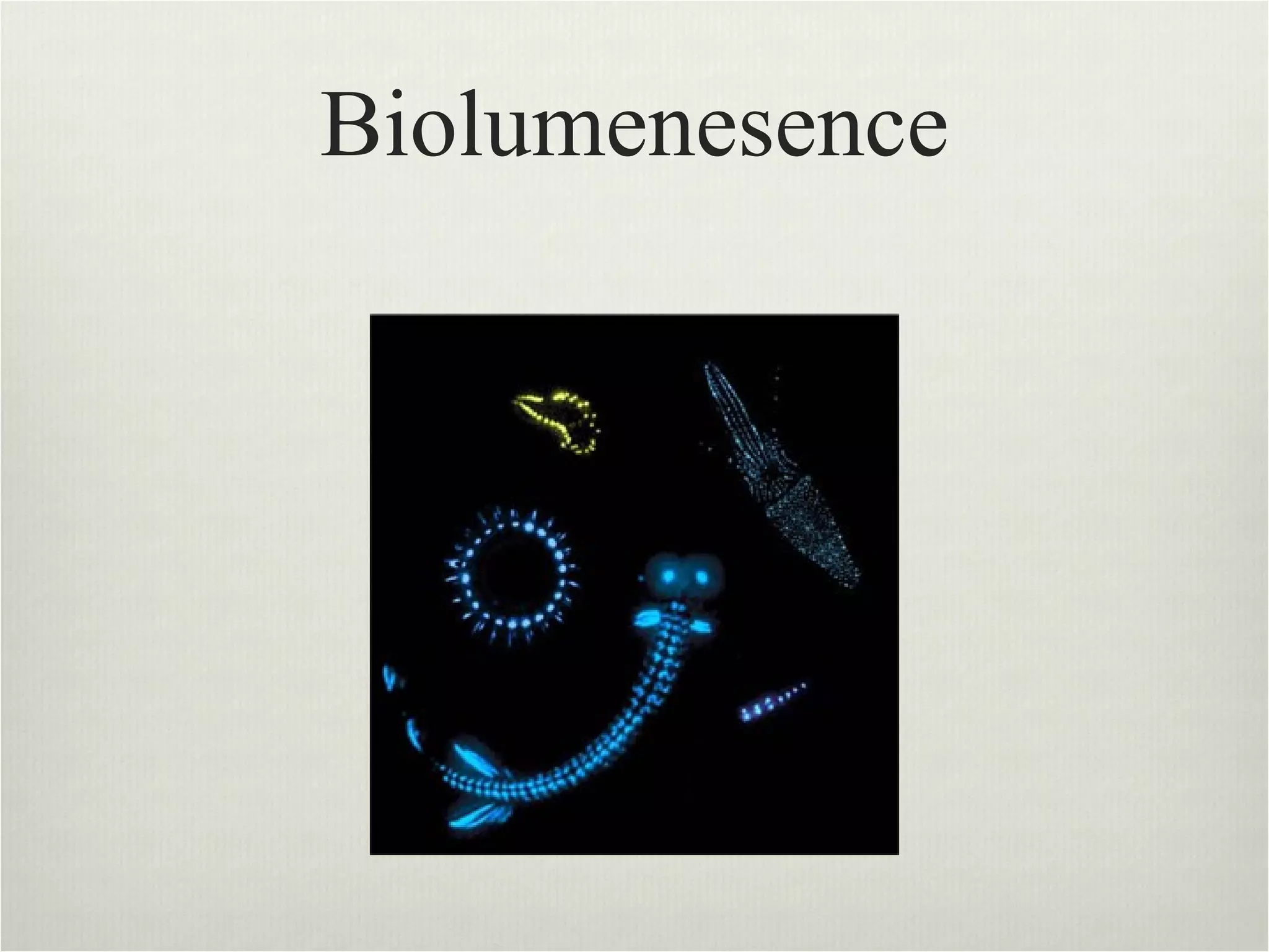 Biolumenesence 