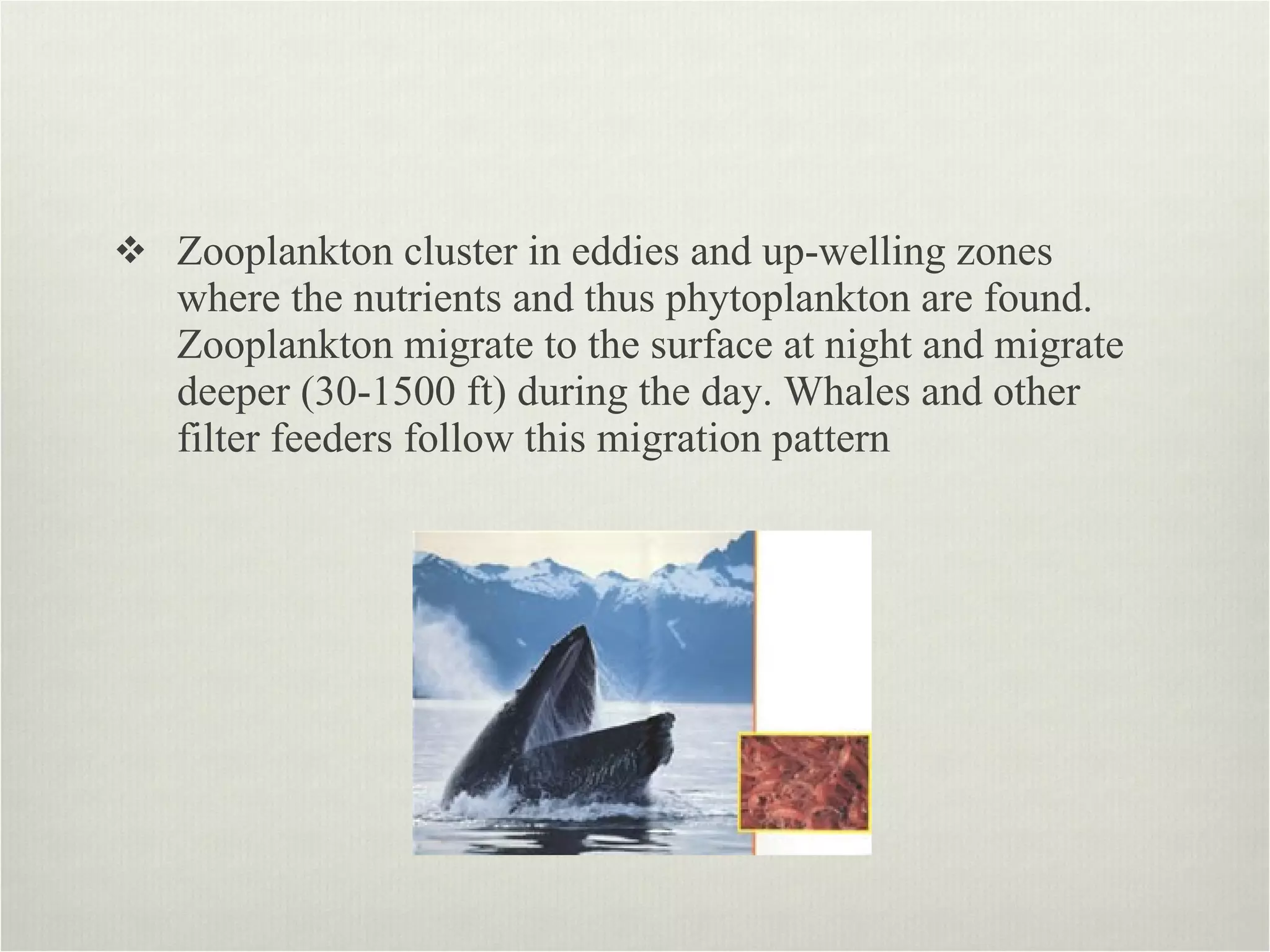 Zooplankton cluster in eddies and up-welling zones where the nutrients and thus phytoplankton are found. Zooplankton migrate to the surface at night and migrate deeper (30-1500 ft) during the day. Whales and other filter feeders follow this migration pattern 