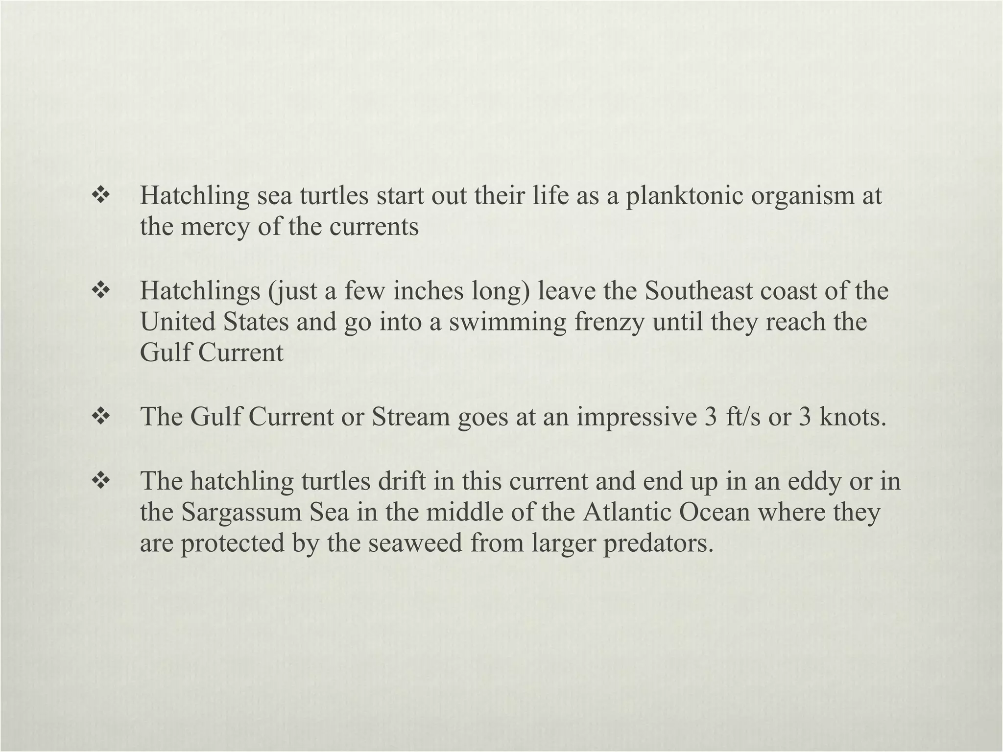 Hatchling sea turtles start out their life as a planktonic organism at the mercy of the currents  Hatchlings (just a few inches long) leave the Southeast coast of the United States and go into a swimming frenzy until they reach the Gulf Current The Gulf Current or Stream goes at an impressive 3 ft/s or 3 knots.  The hatchling turtles drift in this current and end up in an eddy or in the Sargassum Sea in the middle of the Atlantic Ocean where they are protected by the seaweed from larger predators. 