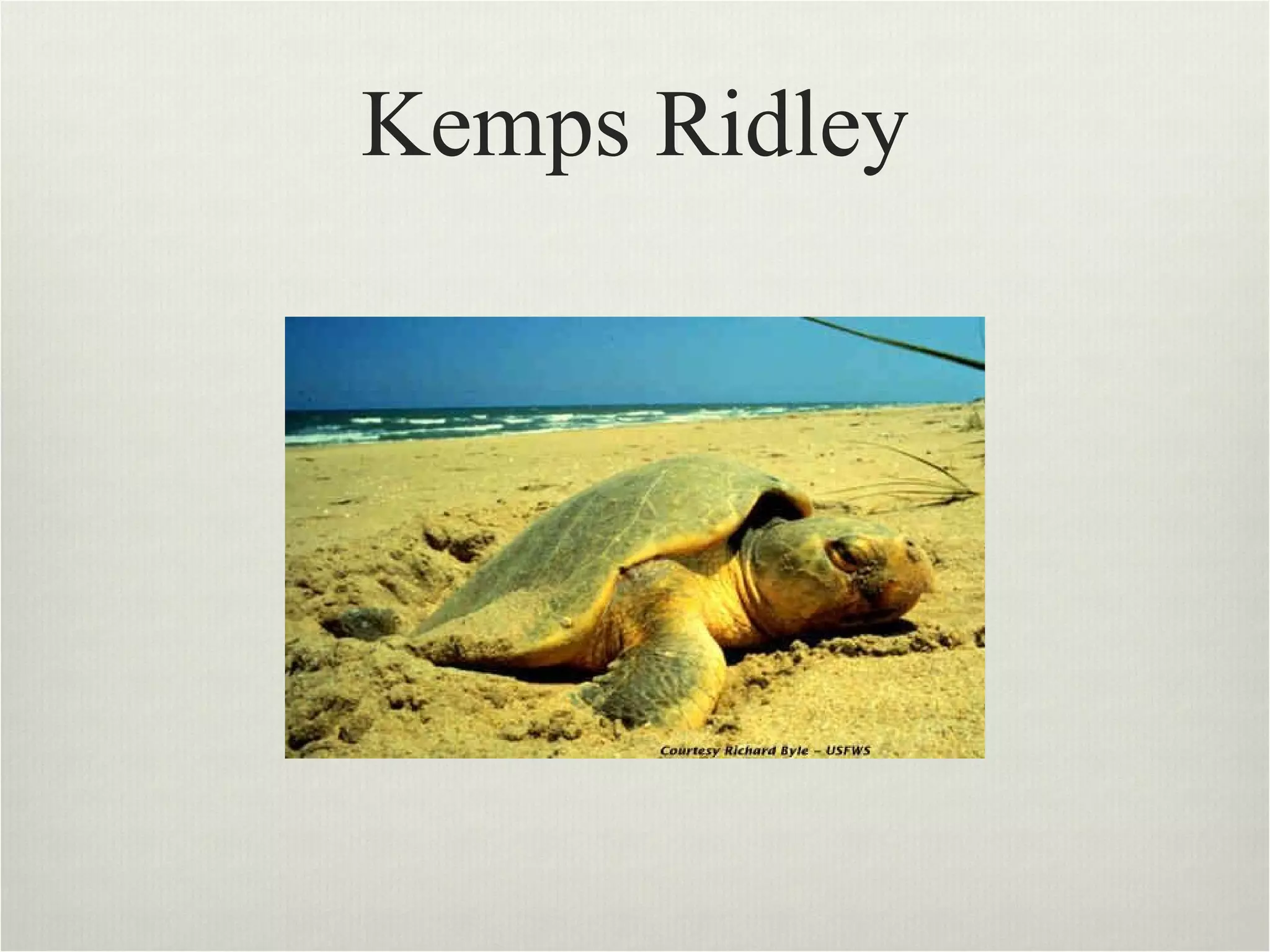 Kemps Ridley 