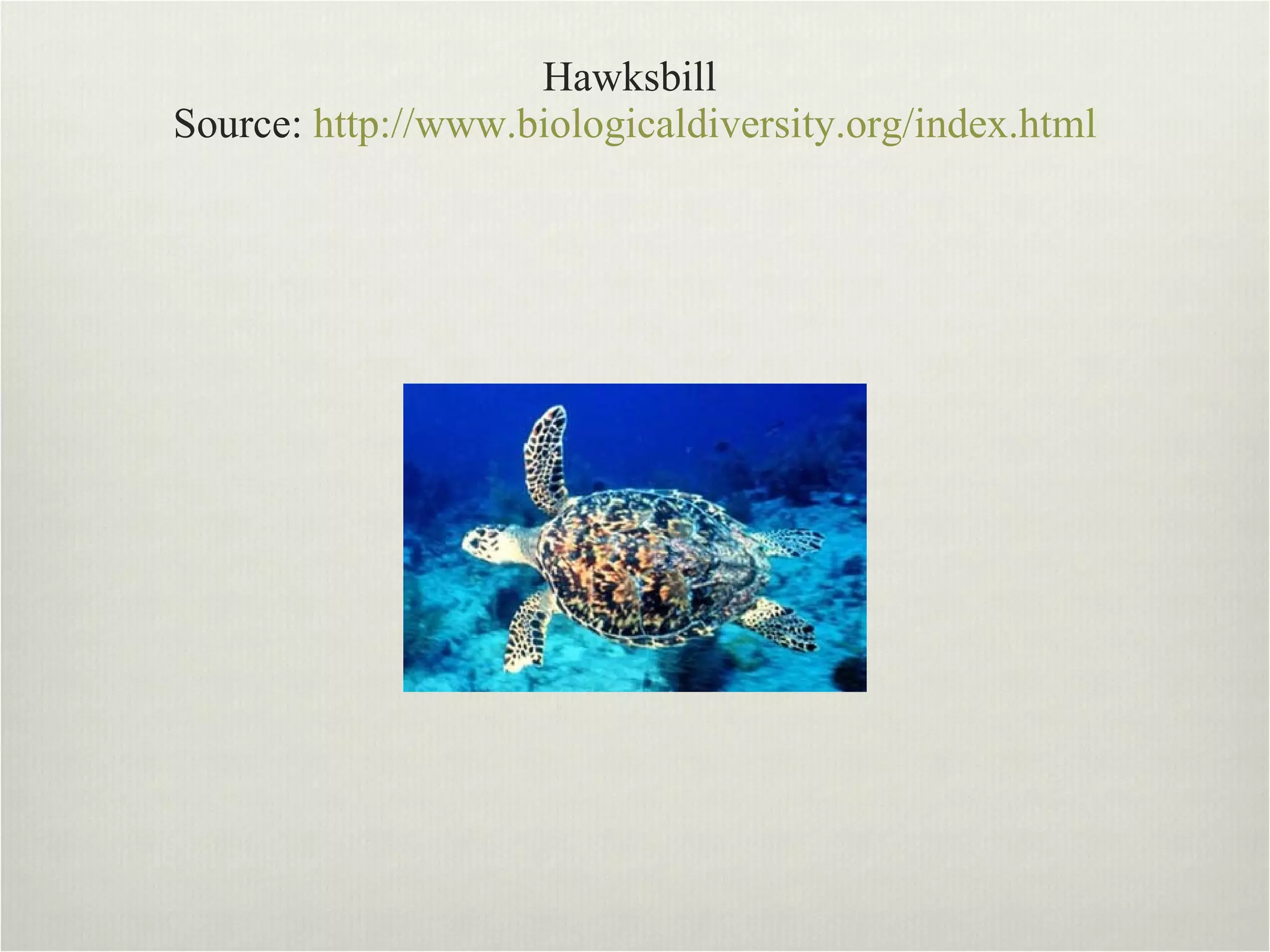 Hawksbill  Source:  http://www.biologicaldiversity.org/index.html 