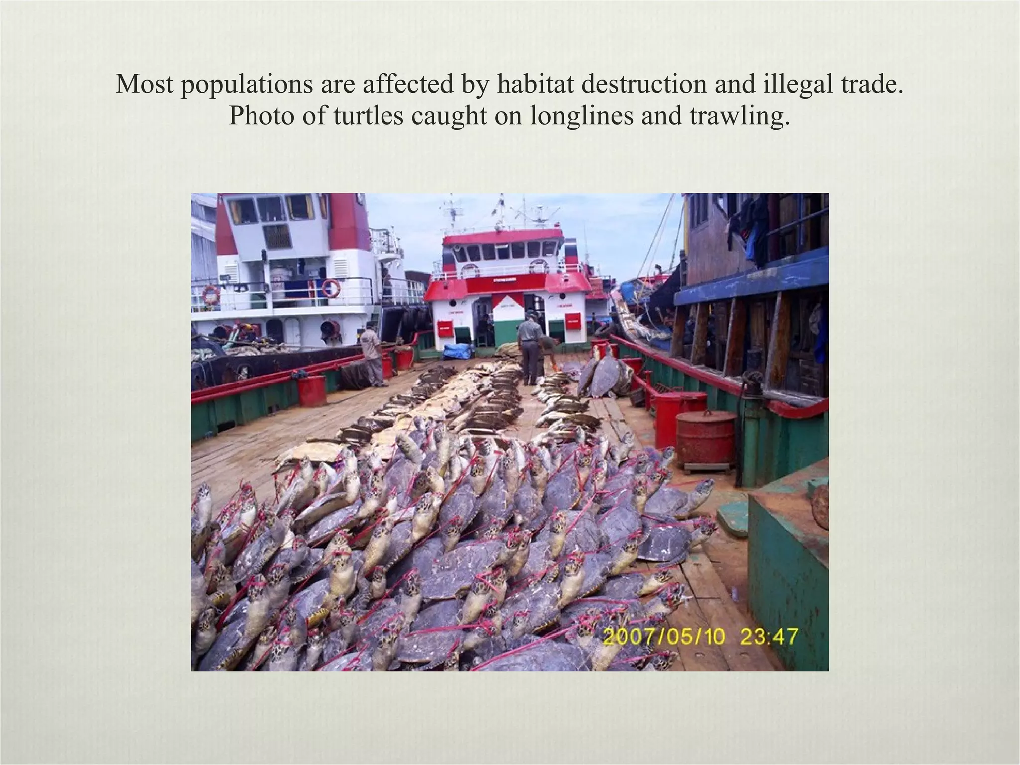 Most populations are affected by habitat destruction and illegal trade. Photo of turtles caught on longlines and trawling. 