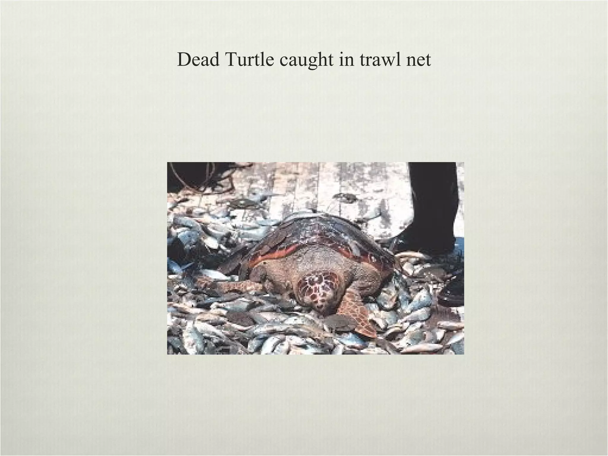 Dead Turtle caught in trawl net 