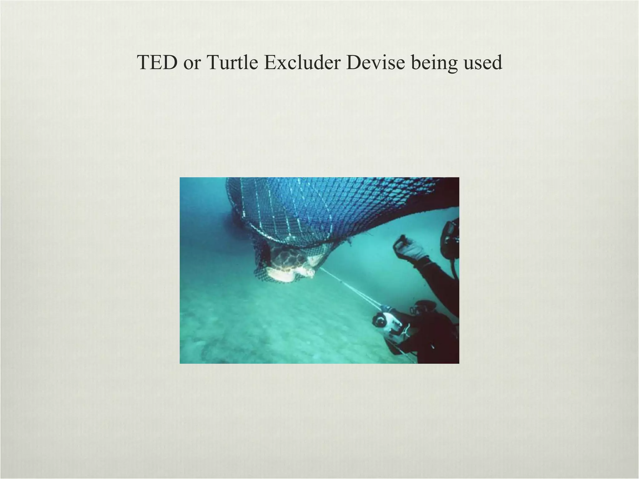 TED or Turtle Excluder Devise being used 
