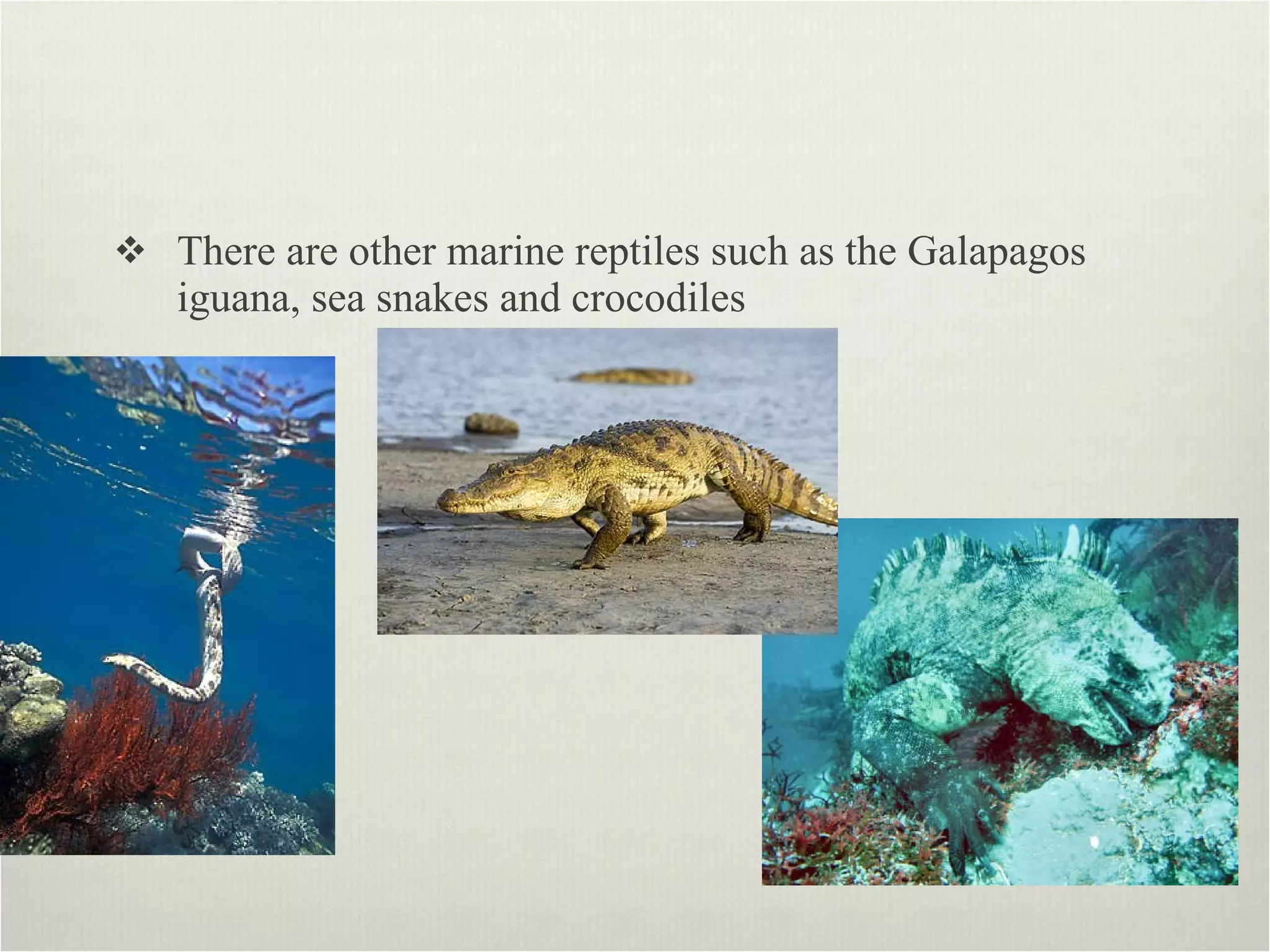 There are other marine reptiles such as the Galapagos iguana, sea snakes and crocodiles  