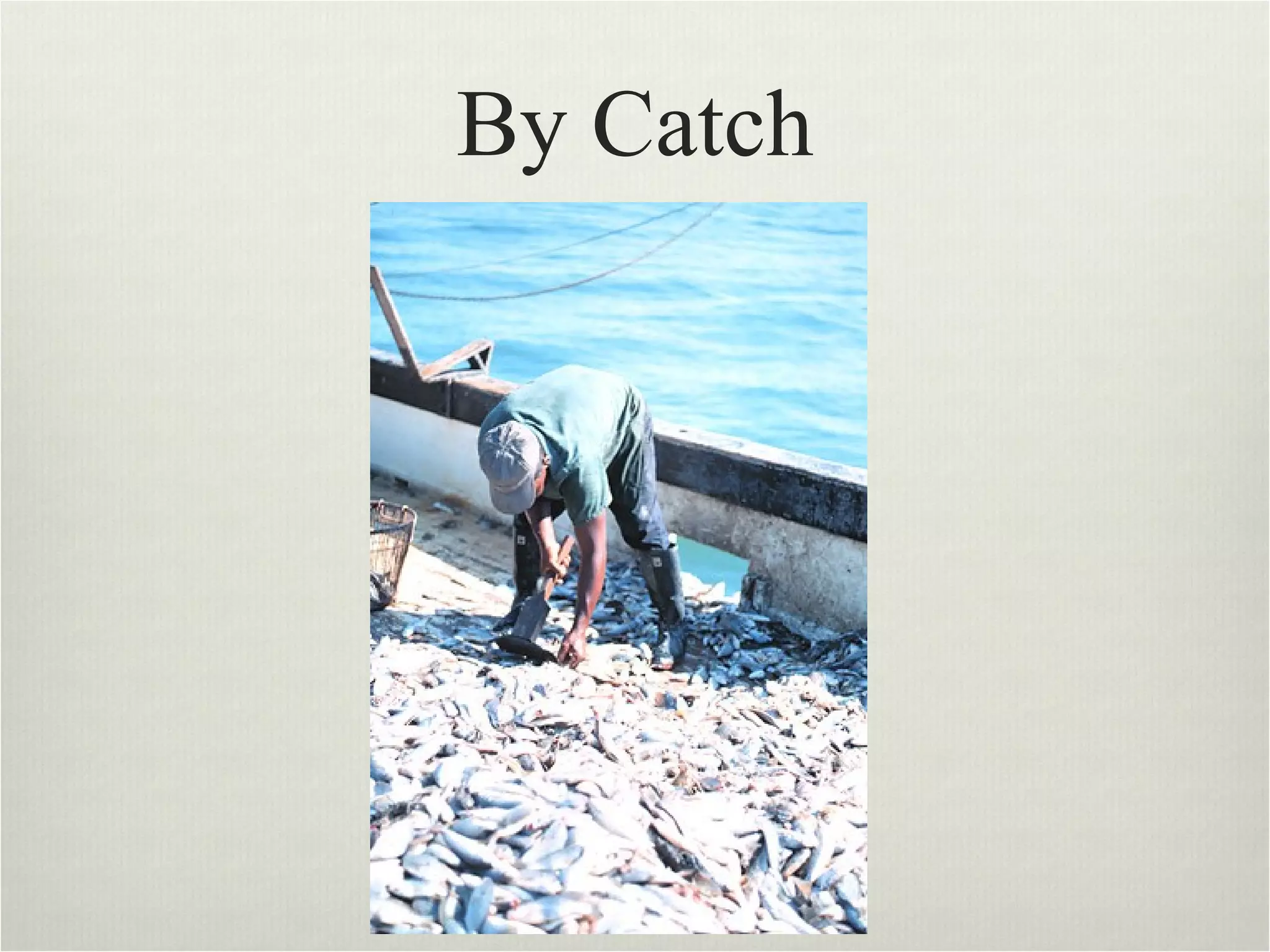 By Catch 