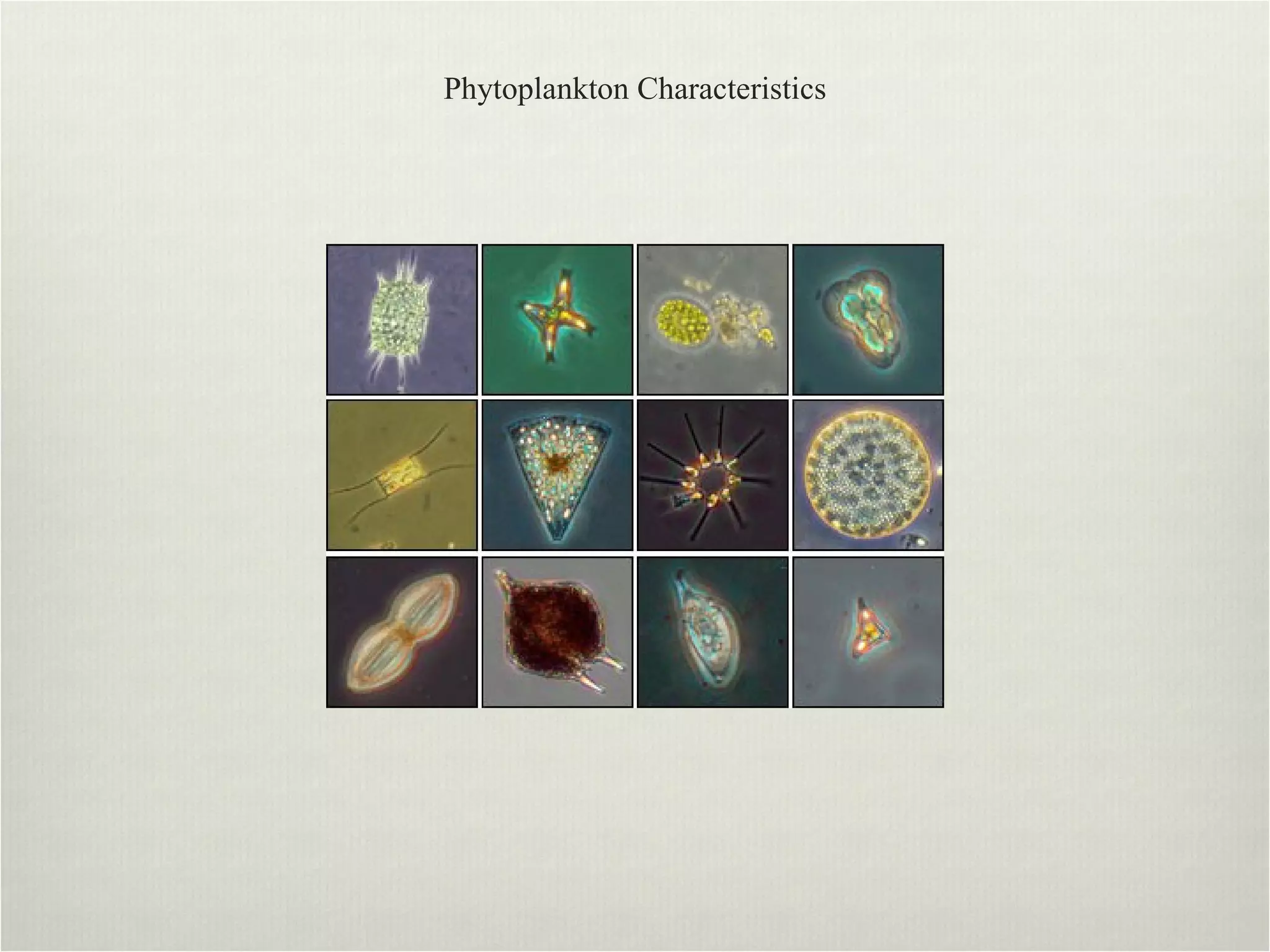 Phytoplankton Characteristics 