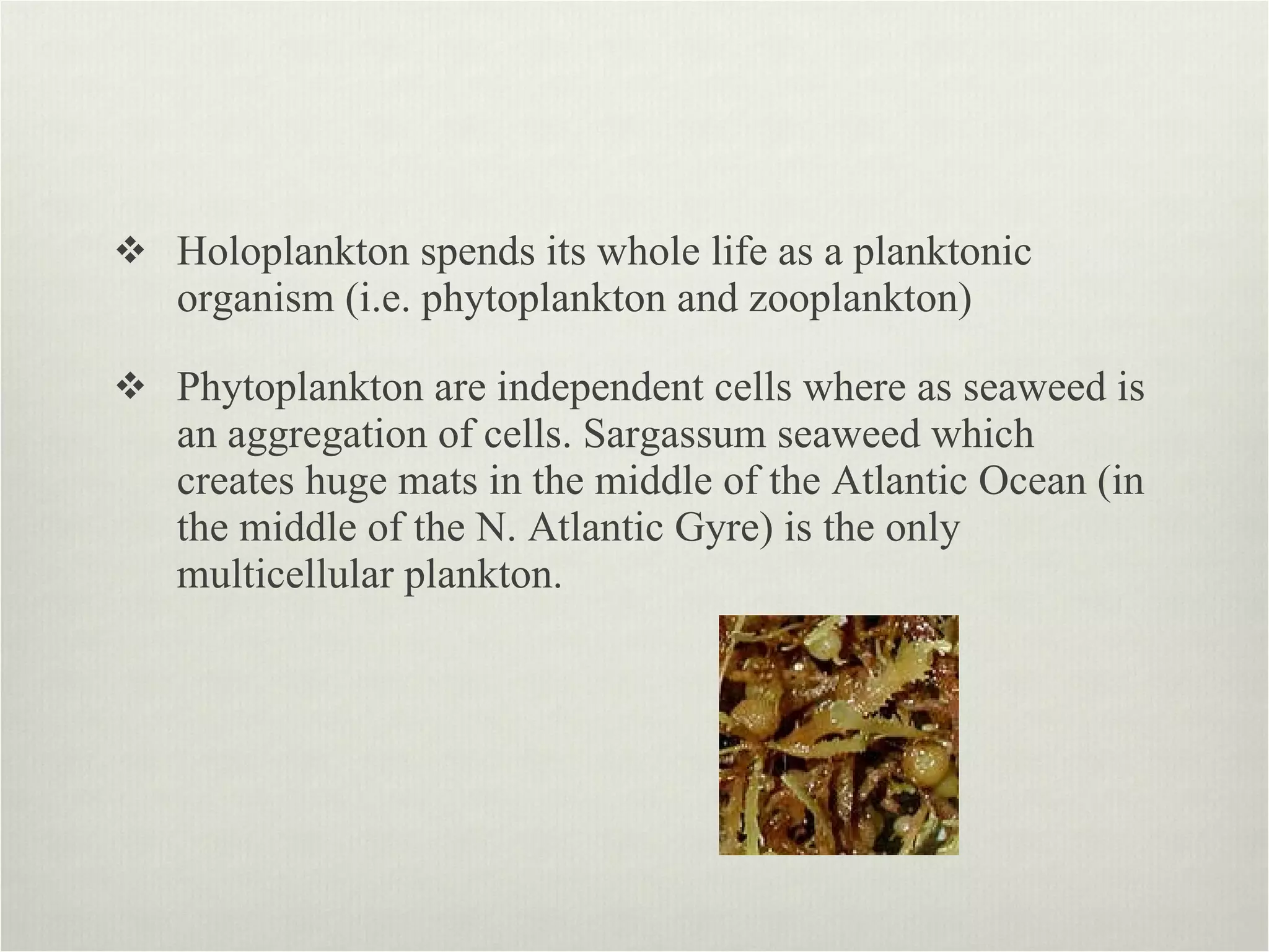 Holoplankton spends its whole life as a planktonic organism (i.e. phytoplankton and zooplankton) Phytoplankton are independent cells where as seaweed is an aggregation of cells. Sargassum seaweed which creates huge mats in the middle of the Atlantic Ocean (in the middle of the N. Atlantic Gyre) is the only multicellular plankton.  