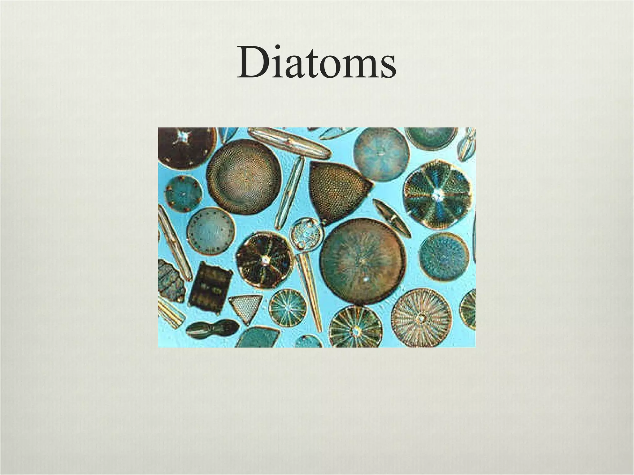 Diatoms 