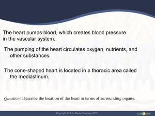 Copyright © F.A. Davis Company 2015
The heart pumps blood, which creates blood pressure
in the vascular system.
The pumping of the heart circulates oxygen, nutrients, and
other substances.
The cone-shaped heart is located in a thoracic area called
the mediastinum.
Question: Describe the location of the heart in terms of surrounding organs.
 