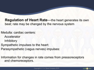 Copyright © F.A. Davis Company 2015
Regulation of Heart Rate—the heart generates its own
beat; rate may be changed by the nervous system
Medulla: cardiac centers:
Accelerator
Inhibitory
Sympathetic impulses to the heart:
Parasympathetic (vagus nerves) impulses:
Information for changes in rate comes from pressoreceptors
and chemoreceptors.
 
