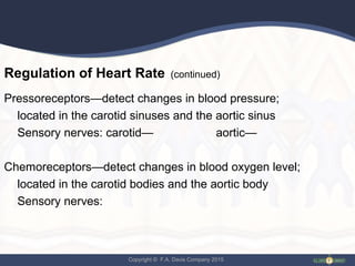 Copyright © F.A. Davis Company 2015
Regulation of Heart Rate (continued)
Pressoreceptors—detect changes in blood pressure;
located in the carotid sinuses and the aortic sinus
Sensory nerves: carotid— aortic—
Chemoreceptors—detect changes in blood oxygen level;
located in the carotid bodies and the aortic body
Sensory nerves:
 
