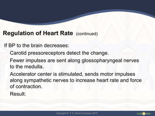 Copyright © F.A. Davis Company 2015
Regulation of Heart Rate (continued)
If BP to the brain decreases:
Carotid pressoreceptors detect the change.
Fewer impulses are sent along glossopharyngeal nerves
to the medulla.
Accelerator center is stimulated, sends motor impulses
along sympathetic nerves to increase heart rate and force
of contraction.
Result:
 