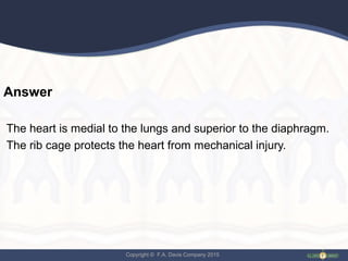 Copyright © F.A. Davis Company 2015
Answer
The heart is medial to the lungs and superior to the diaphragm.
The rib cage protects the heart from mechanical injury.
 