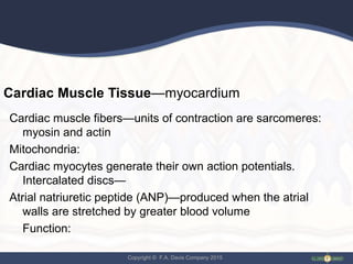 Copyright © F.A. Davis Company 2015
Cardiac Muscle Tissue—myocardium
Cardiac muscle fibers—units of contraction are sarcomeres:
myosin and actin
Mitochondria:
Cardiac myocytes generate their own action potentials.
Intercalated discs—
Atrial natriuretic peptide (ANP)—produced when the atrial
walls are stretched by greater blood volume
Function:
 