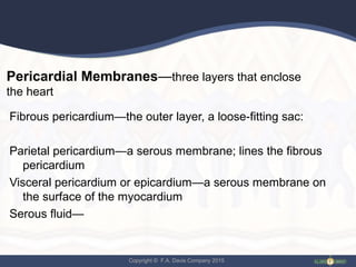 Copyright © F.A. Davis Company 2015
Pericardial Membranes—three layers that enclose
the heart
Fibrous pericardium—the outer layer, a loose-fitting sac:
Parietal pericardium—a serous membrane; lines the fibrous
pericardium
Visceral pericardium or epicardium—a serous membrane on
the surface of the myocardium
Serous fluid—
 