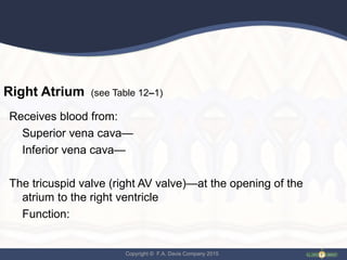 Copyright © F.A. Davis Company 2015
Right Atrium (see Table 12–1)
Receives blood from:
Superior vena cava—
Inferior vena cava—
The tricuspid valve (right AV valve)—at the opening of the
atrium to the right ventricle
Function:
 