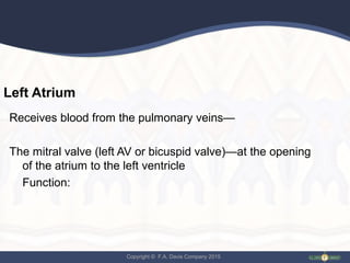 Copyright © F.A. Davis Company 2015
Left Atrium
Receives blood from the pulmonary veins—
The mitral valve (left AV or bicuspid valve)—at the opening
of the atrium to the left ventricle
Function:
 
