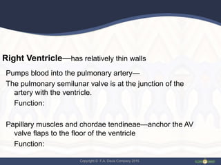 Copyright © F.A. Davis Company 2015
Right Ventricle—has relatively thin walls
Pumps blood into the pulmonary artery—
The pulmonary semilunar valve is at the junction of the
artery with the ventricle.
Function:
Papillary muscles and chordae tendineae—anchor the AV
valve flaps to the floor of the ventricle
Function:
 