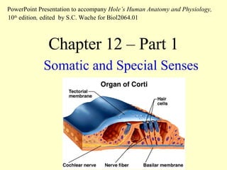 Chapter 12 – Part 1 Somatic and Special Senses PowerPoint Presentation to accompany  Hole’s Human Anatomy and Physiology,  10 th  edition ,  edited   by S.C. Wache for Biol2064.01 