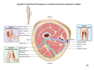 Appendicular muscles | PPT