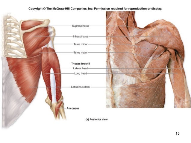 appendicular muscles