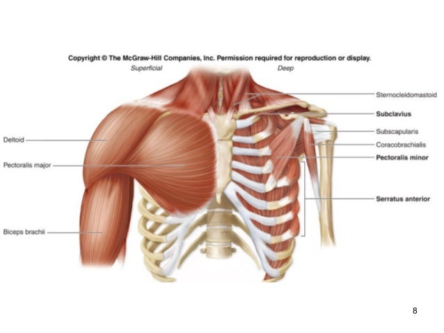 appendicular muscles