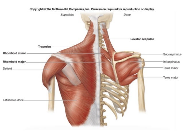 appendicular muscles