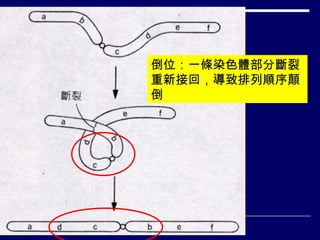 倒位 形成圈環 倒位 ：一條染色體部分斷裂重新接回，導致排列順序顛倒 