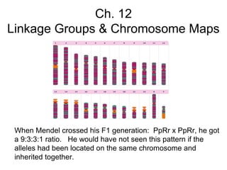 Ch. 12
Linkage Groups & Chromosome Maps
When Mendel crossed his F1 generation: PpRr x PpRr, he got
a 9:3:3:1 ratio. He would have not seen this pattern if the
alleles had been located on the same chromosome and
inherited together.
 