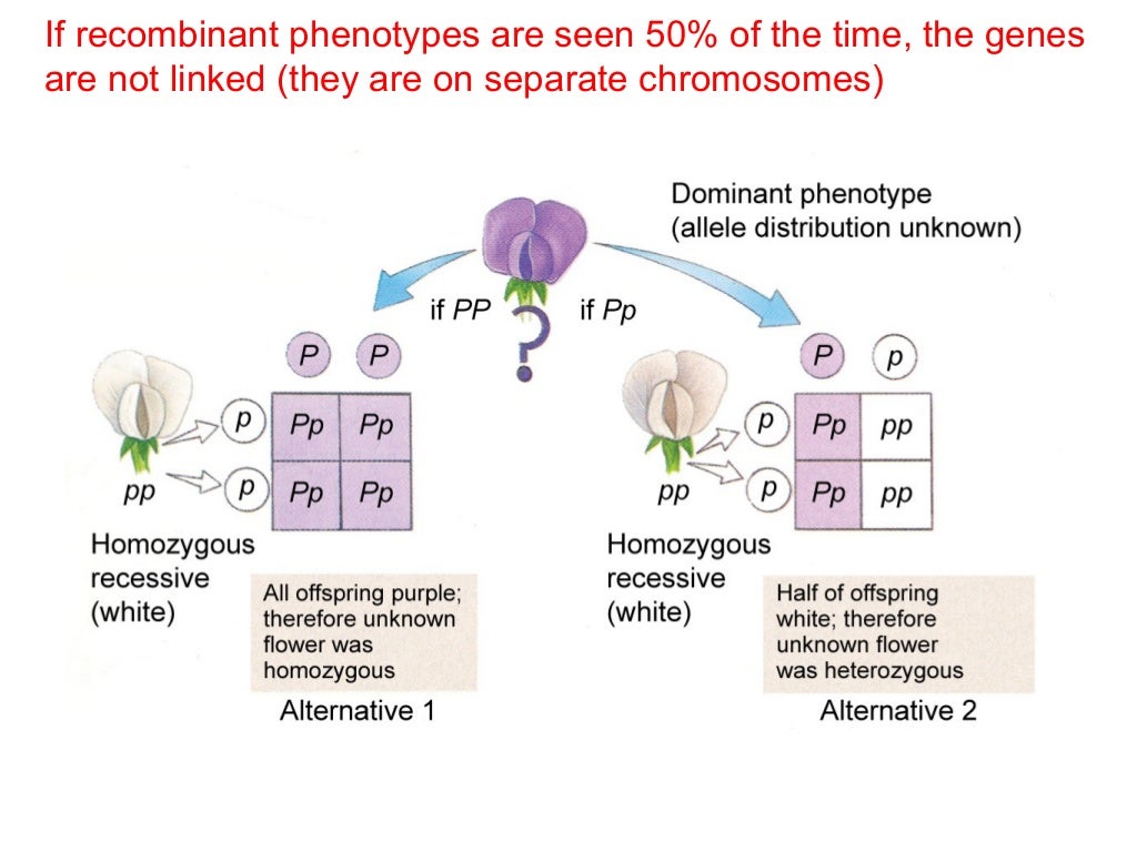 AP Biology Ch 12 gene linkage groups and chromosome maps