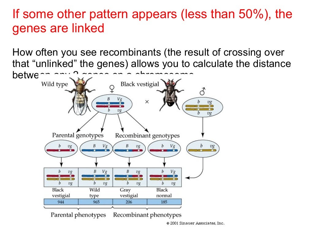 AP Biology Ch 12 gene linkage groups and chromosome maps