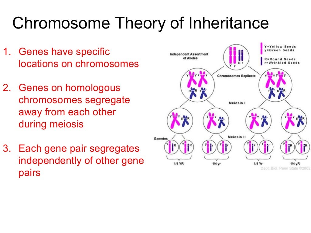AP Biology Ch 12 gene linkage groups and chromosome maps