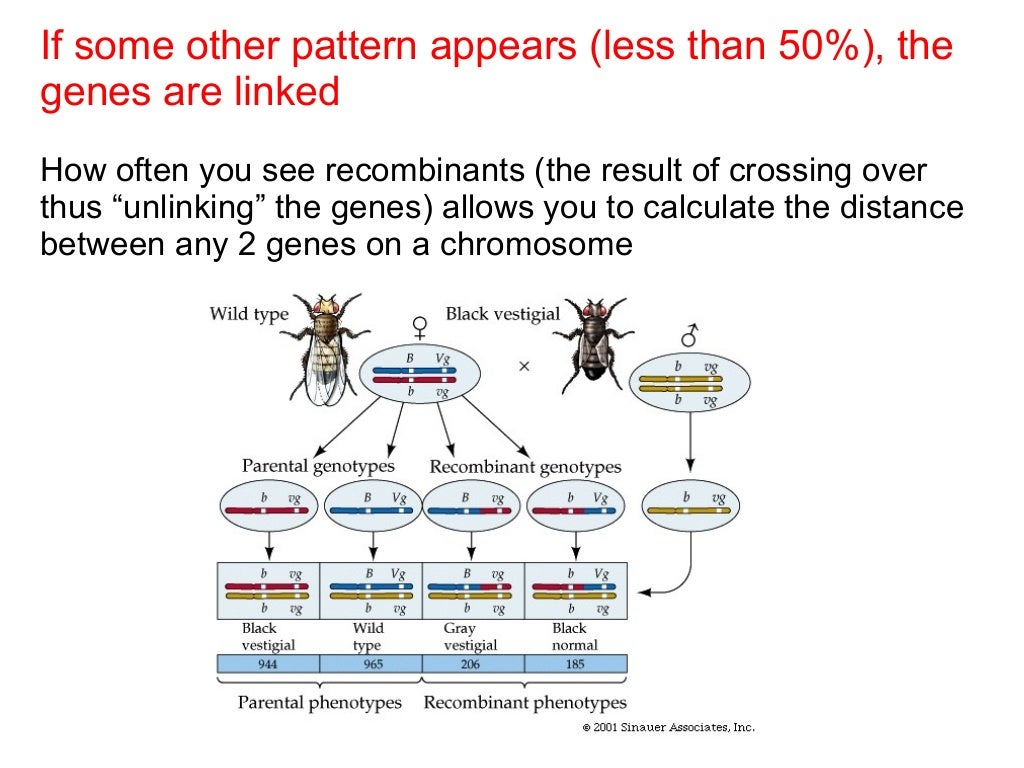 Ch 12 gene linkage groups and practice problems