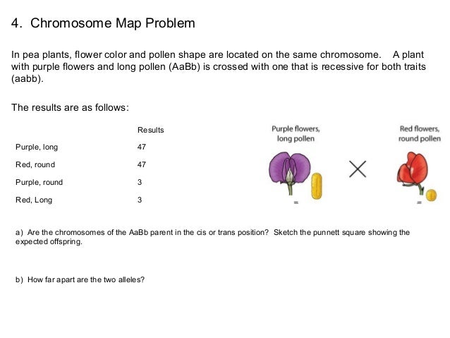 Ch 12 gene linkage groups and practice problems