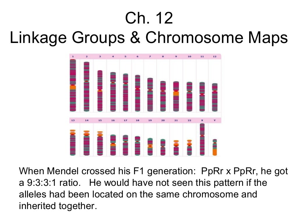 Ch 12 gene linkage groups and practice problems