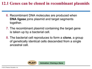 12.1 Genes can be cloned in recombinant plasmids
6. Recombinant DNA molecules are produced when
DNA ligase joins plasmid and target segments
together.
7. The recombinant plasmid containing the target gene
is taken up by a bacterial cell.
8. The bacterial cell reproduces to form a clone, a group
of genetically identical cells descended from a single
ancestral cell.

Animation: Cloning a Gene
© 2012 Pearson Education, Inc.

 
