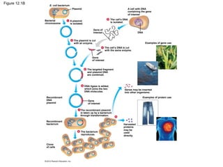 Figure 12.1B

E. coli bacterium
Plasmid

Bacterial
chromosome

1

A cell with DNA
containing the gene
of interest
2

A plasmid
is isolated.

The cell’s DNA
is isolated.

Gene of
interest
3

DNA

The plasmid is cut
with an enzyme.

Examples of gene use
4

The cell’s DNA is cut
with the same enzyme.

Gene
of interest

5

6

The targeted fragment
and plasmid DNA
are combined.

DNA ligase is added,
which joins the two
DNA molecules.

Examples of protein use

Recombinant
DNA
plasmid

Gene
of interest
7

The recombinant plasmid
is taken up by a bacterium
through transformation.

Recombinant
bacterium
8

Clone
of cells

Genes may be inserted
into other organisms.

The bacterium
reproduces.

9

Harvested
proteins
may be
used
directly.

 