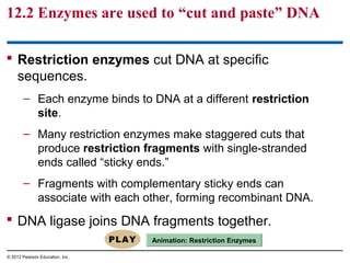 12.2 Enzymes are used to “cut and paste” DNA
 Restriction enzymes cut DNA at specific
sequences.
– Each enzyme binds to DNA at a different restriction
site.
– Many restriction enzymes make staggered cuts that
produce restriction fragments with single-stranded
ends called “sticky ends.”
– Fragments with complementary sticky ends can
associate with each other, forming recombinant DNA.

 DNA ligase joins DNA fragments together.
Animation: Restriction Enzymes
© 2012 Pearson Education, Inc.

 