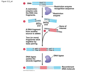 Figure 12.2_s4
1

DNA
Restriction enzyme
recognition sequence

A restriction
enzyme cuts
the DNA into
fragments.
2

Sticky
end
A DNA fragment
from another
source is added.

Restriction
enzyme

Sticky
end

Gene of
interest

3

Two (or more)
fragments stick
together by
base pairing.
4

DNA ligase
pastes the
strands together.

5

DNA ligase

Recombinant
DNA molecule

 