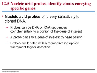 12.5 Nucleic acid probes identify clones carrying
specific genes
 Nucleic acid probes bind very selectively to
cloned DNA.
– Probes can be DNA or RNA sequences
complementary to a portion of the gene of interest.
– A probe binds to a gene of interest by base pairing.
– Probes are labeled with a radioactive isotope or
fluorescent tag for detection.

© 2012 Pearson Education, Inc.

 
