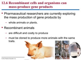 12.6 Recombinant cells and organisms can
mass-produce gene products
 Pharmaceutical researchers are currently exploring
the mass production of gene products by
– whole animals or plants.

 Recombinant animals
– are difficult and costly to produce
– must be cloned to produce more animals with the same
traits.

© 2012 Pearson Education, Inc.

 