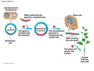 Figure 12.8A_s3

Agrobacterium
tumefaciens
DNA containing the
gene for a desired trait

Ti
plasmid

Restriction
site

1

The gene is
inserted into
the plasmid.

Recombinant
Ti plasmid

Plant cell

2

The recombinant
plasmid is
introduced into
a plant cell.
DNA carrying
the new gene
3

The plant cell
grows into
a plant.
A plant
with the
new trait

 