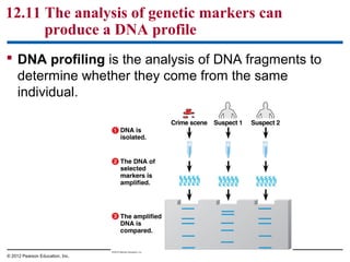 12.11 The analysis of genetic markers can
produce a DNA profile
 DNA profiling is the analysis of DNA fragments to
determine whether they come from the same
individual.

© 2012 Pearson Education, Inc.

 