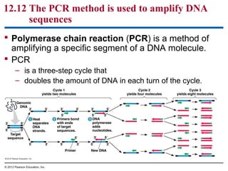 12.12 The PCR method is used to amplify DNA
sequences
 Polymerase chain reaction (PCR) is a method of
amplifying a specific segment of a DNA molecule.
 PCR
– is a three-step cycle that
– doubles the amount of DNA in each turn of the cycle.

© 2012 Pearson Education, Inc.

 