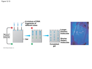 Figure 12.13

A mixture of DNA
fragments of
different sizes
Longer
(slower)
molecules

Power
source
Gel
Completed
gel

Shorter
(faster)
molecules

 