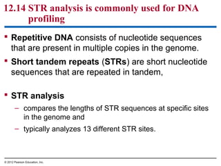 12.14 STR analysis is commonly used for DNA
profiling
 Repetitive DNA consists of nucleotide sequences
that are present in multiple copies in the genome.
 Short tandem repeats (STRs) are short nucleotide
sequences that are repeated in tandem,
 STR analysis
– compares the lengths of STR sequences at specific sites
in the genome and
– typically analyzes 13 different STR sites.

© 2012 Pearson Education, Inc.

 