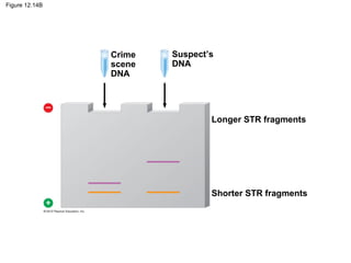 Figure 12.14B

Crime
scene
DNA

Suspect’s
DNA

Longer STR fragments

Shorter STR fragments

 