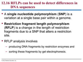 12.16 RFLPs can be used to detect differences in
DNA sequences
 A single nucleotide polymorphism (SNP) is a
variation at a single base pair within a genome.
 Restriction fragment length polymorphism
(RFLP) is a change in the length of restriction
fragments due to a SNP that alters a restriction
site.
 RFLP analysis involves
– producing DNA fragments by restriction enzymes and
– sorting these fragments by gel electrophoresis.
© 2012 Pearson Education, Inc.

 
