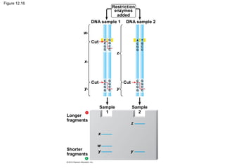 Figure 12.16

Restriction
enzymes
added
DNA sample 1

DNA sample 2

w
Cut
z
x

Cut

Cut

y

Longer
fragments

y

Sample
1

Sample
2
z

x
Shorter
fragments

w
y

y

 